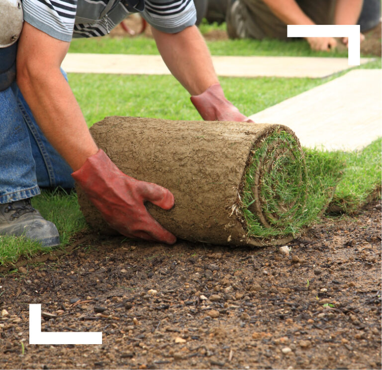 Rolling fresh turf
